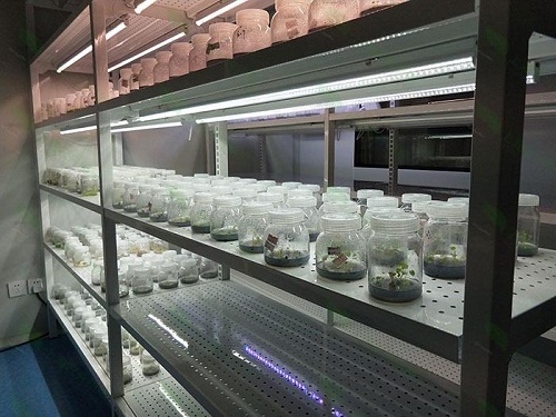 新密植物组织培养实验室设计建设方案